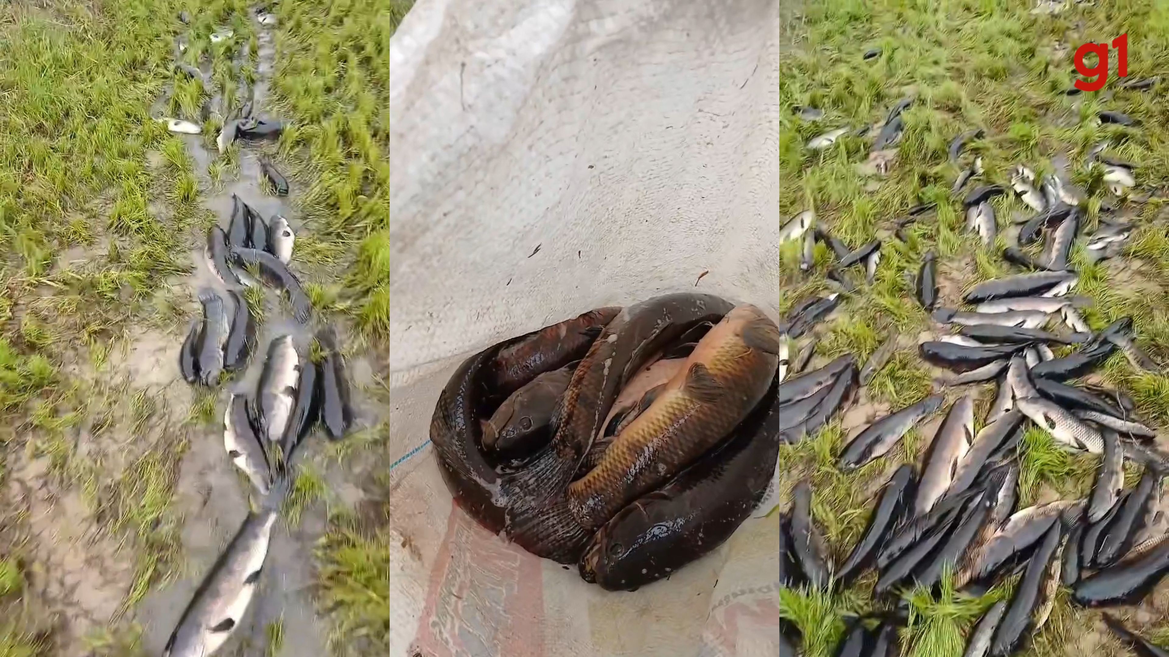 VÍDEO: Centenas de peixes ficam encalhados após rio transbordar e secar rapidamente em RO