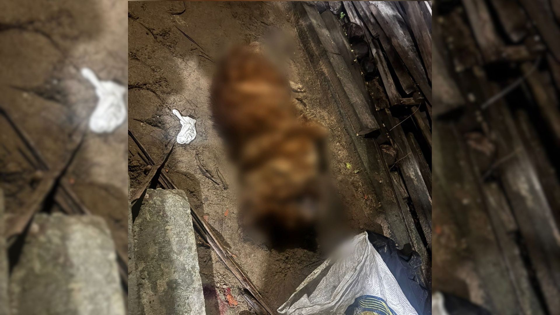 Homem é preso suspeito de matar cachorro que atacou o próprio filho no Amapá