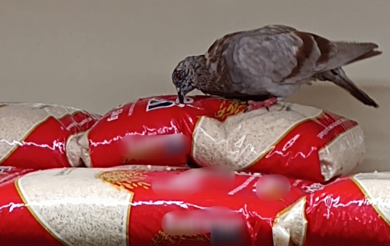 VÍDEO: cliente flagra pombo ciscando pacotes de arroz em supermercado no interior de SP 