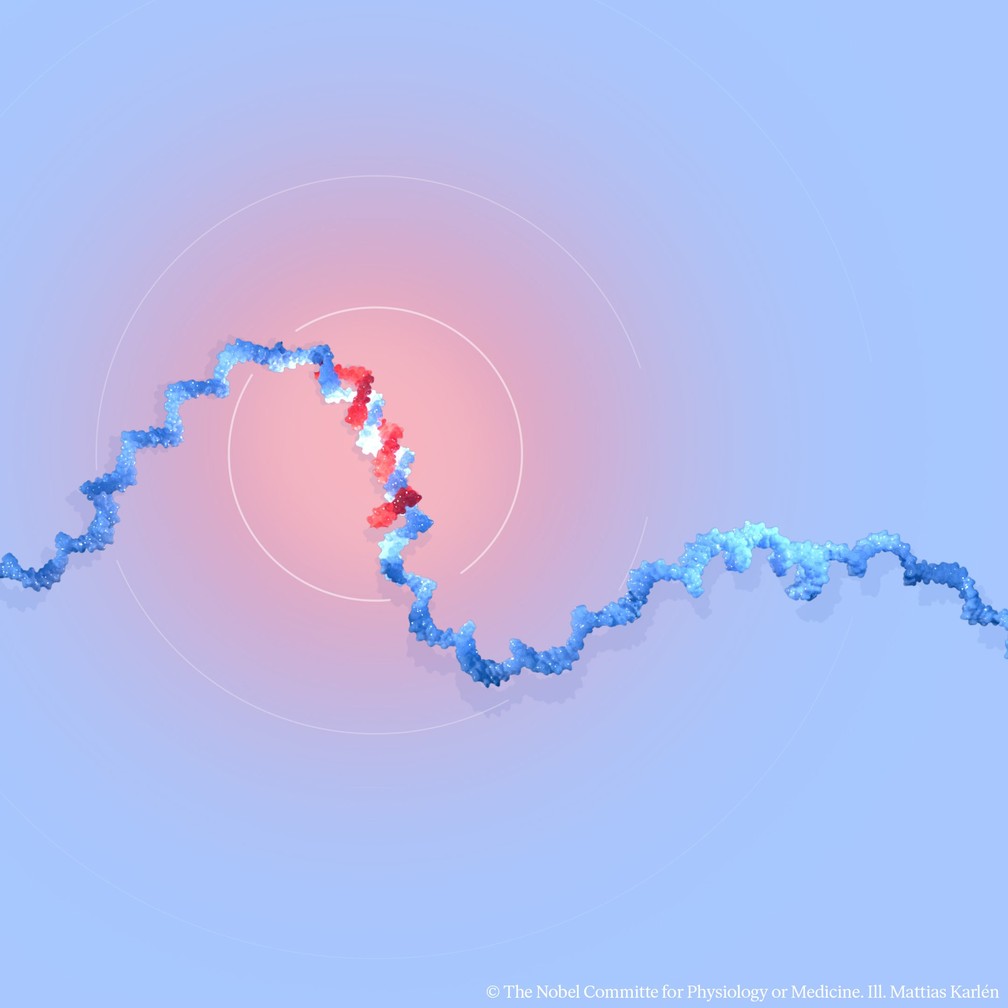 Ilustração mostra a estrutura de um microRNA (miRNA), destacando sua forma e composição molecular. — Foto: Nobel Assembly at Karolinska Institutet in Stockholm