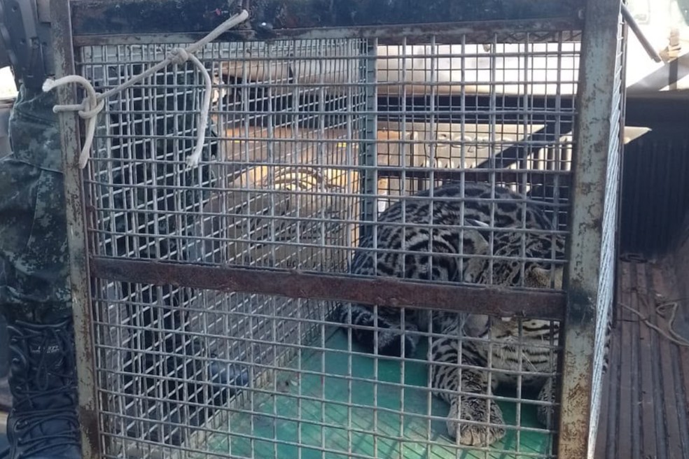 Jaguatirica encontrada em residência é solta à natureza em  Junqueirópolis (SP) — Foto: Reprodução/Polícia Ambiental