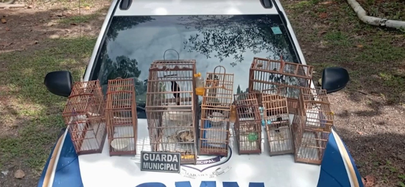 Pássaros silvestres mantidos em cativeiro são apreendidos em Marabá, no Pará