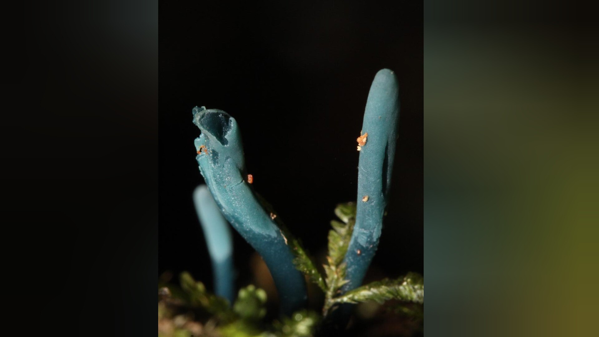 Único exemplar de rara espécie de fungo azul é descoberto a mais de mil metros de altitude na Serra de SC