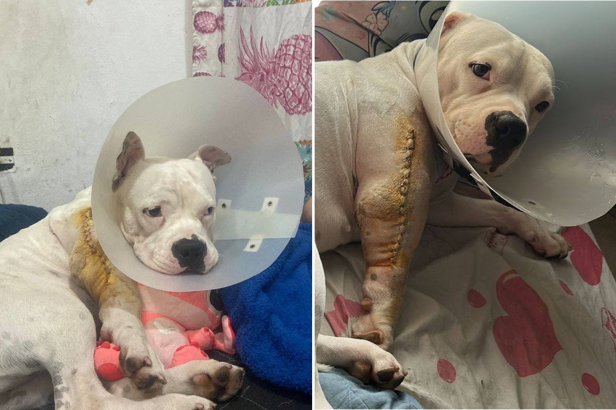 Tutora gasta mais de R$ 9 mil após cadela ser baleada por GCM; ela pede ressarcimento e investigação