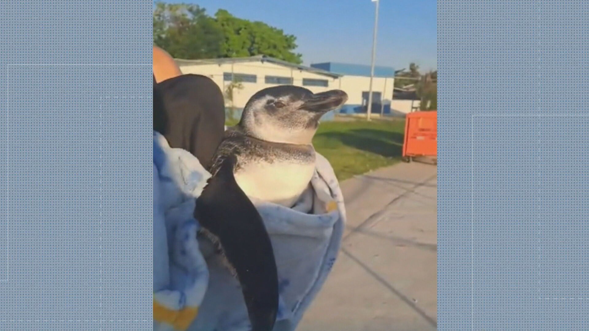 Pinguim ferido é resgatado pelos bombeiros no Piscinão de Ramos
