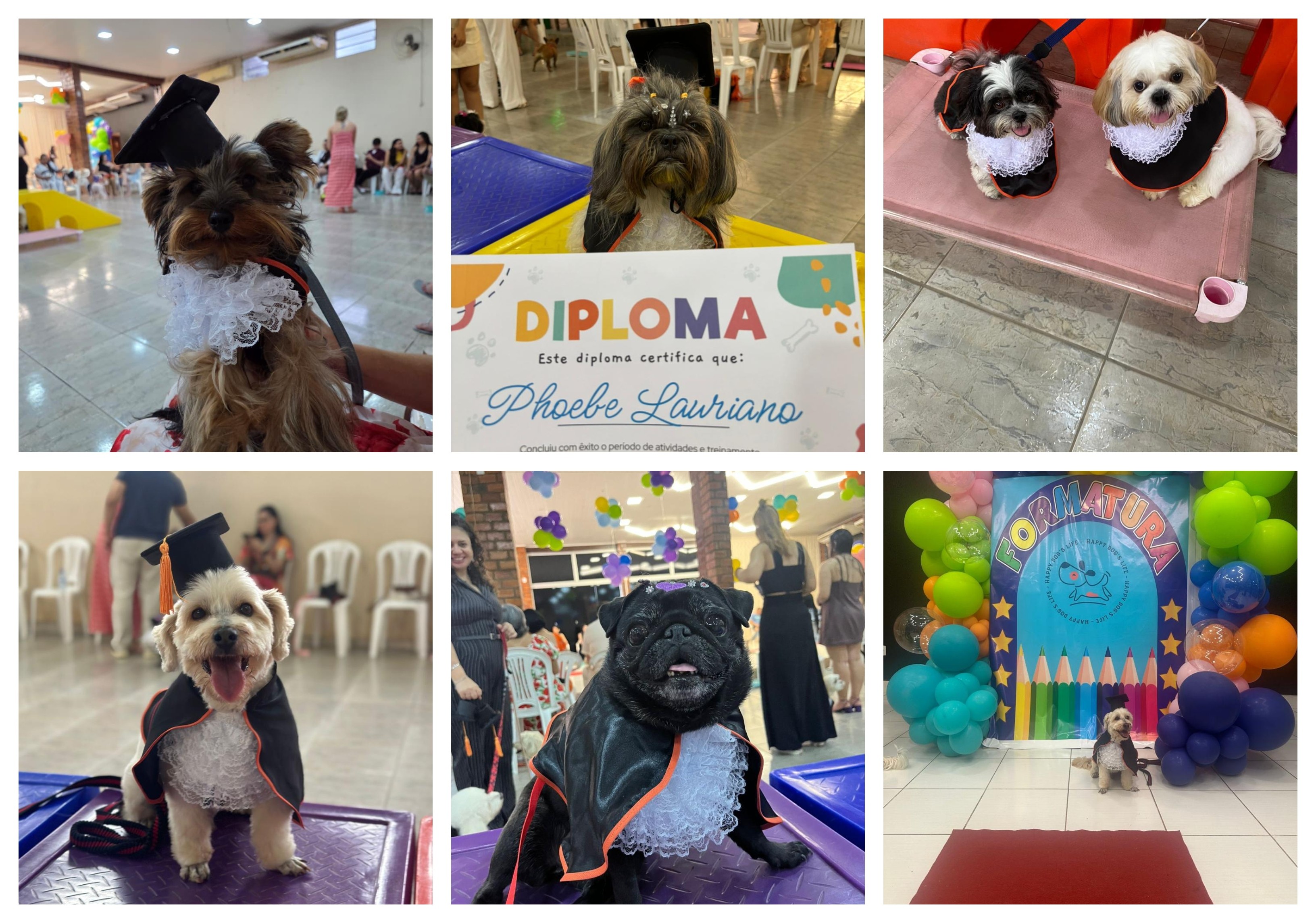Com beca e diploma, mais de 50 pets participam de 'colação de grau' em Rio Branco; VÍDEO