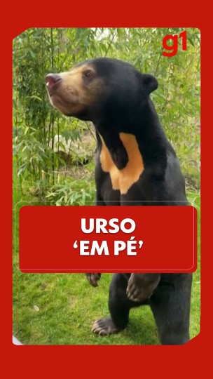 Zoo da Inglaterra divulga imagens de urso 'em pé'