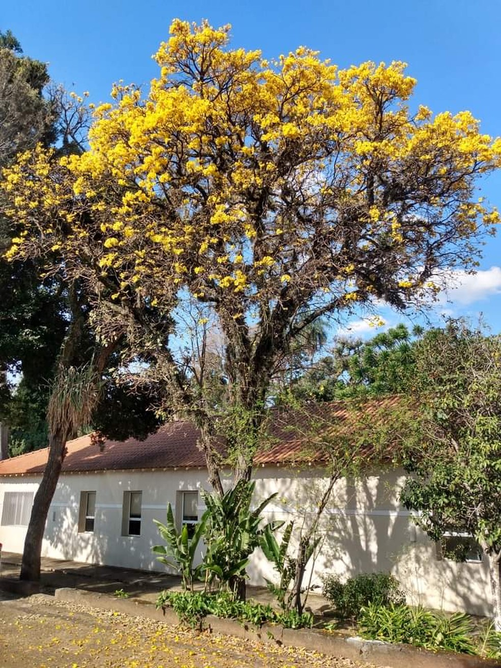 Floração do ipê-amarelo no Instituto Agronômico de Campinas, da avenida Barão de Itapura. — Foto: Francisco de Assis Leitão de Moraes