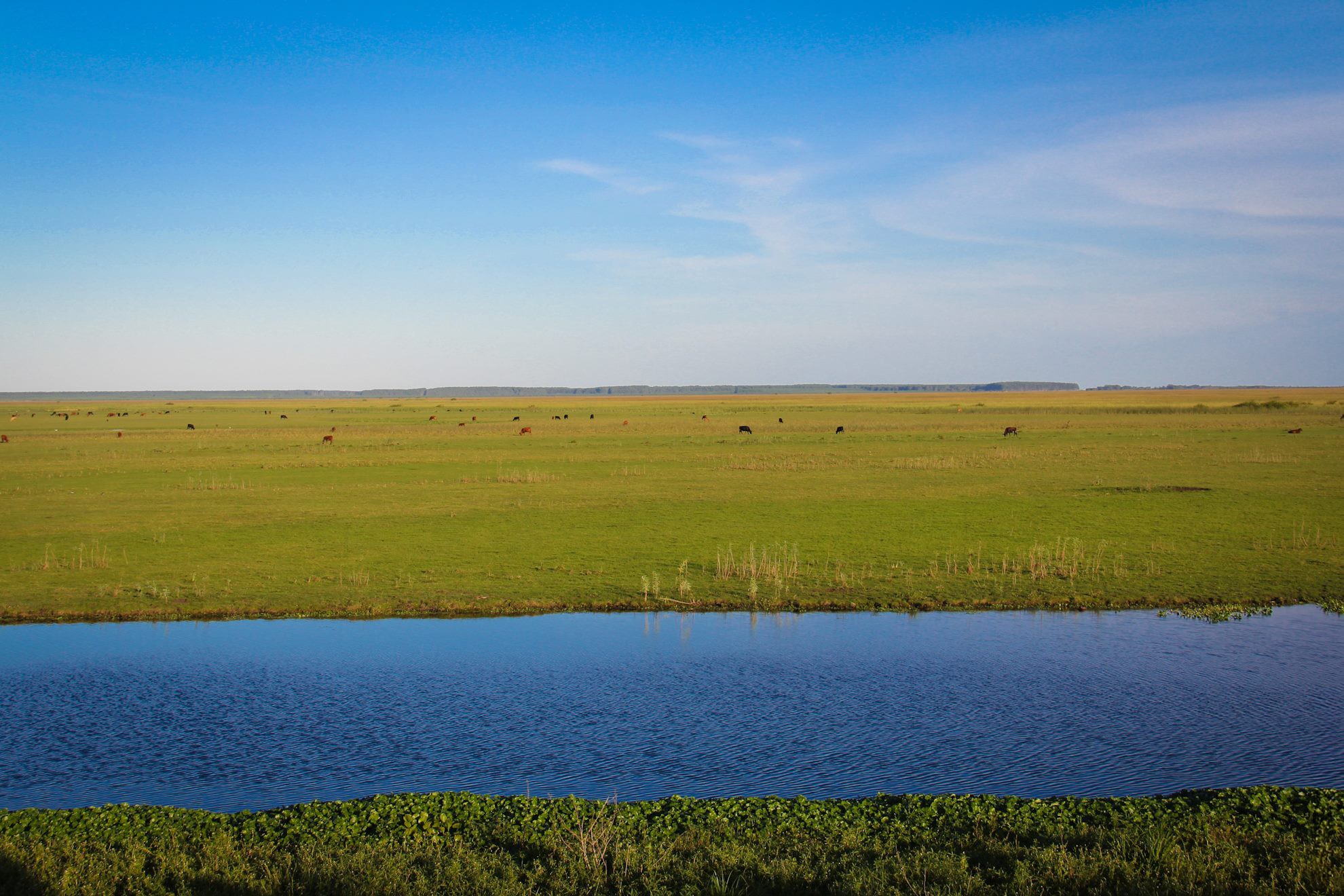 Pampas perderam 11,3 milhões de hectares de vegetação nativa em 40 anos, mostra MapBiomas
