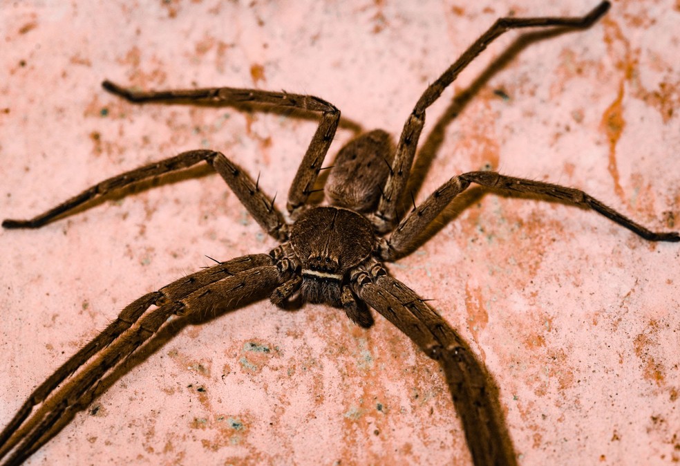 Tamanho Da Aranha Caranguejo Terrestre Biofaces Bring Nature Closer