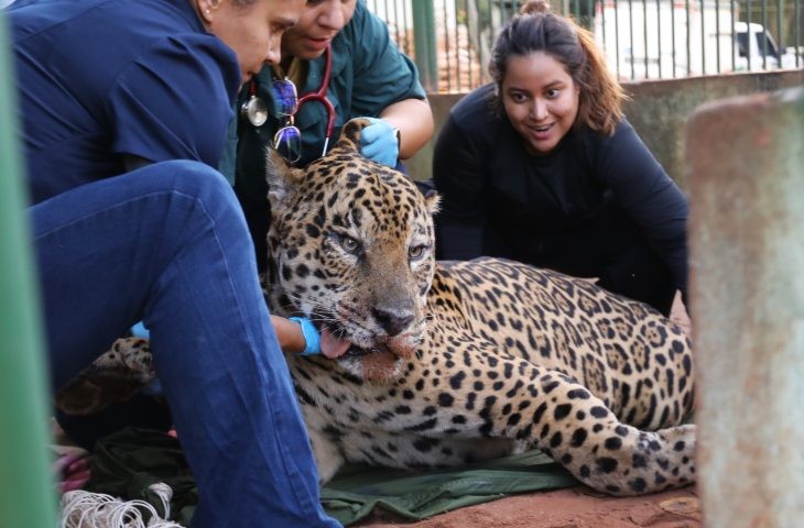 Onça-pintada capturada após ataque de caseiro no Pantanal é transferida para instituto em São Paulo