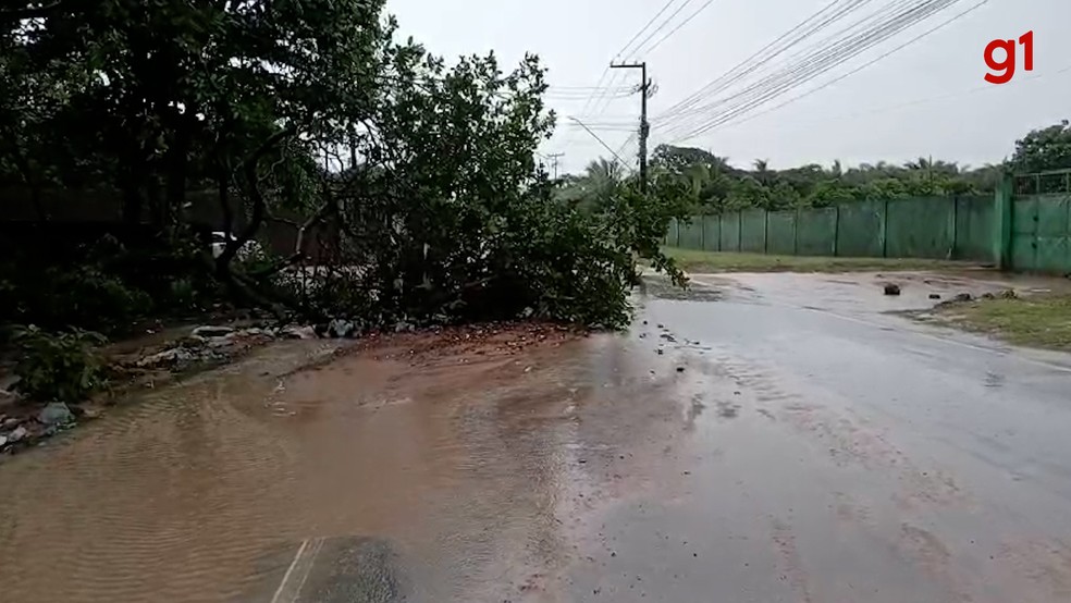 Na MA-20, no Km 8, sentido São José de Ribamar, uma árvore caiu e bloqueia parte da pista — Foto: Reprodução/TV Mirante