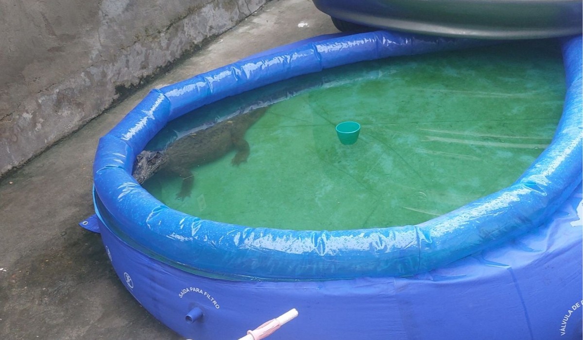 Jacaré é resgatado em piscina de plástico na Zona Leste de Manaus; VÍDEO