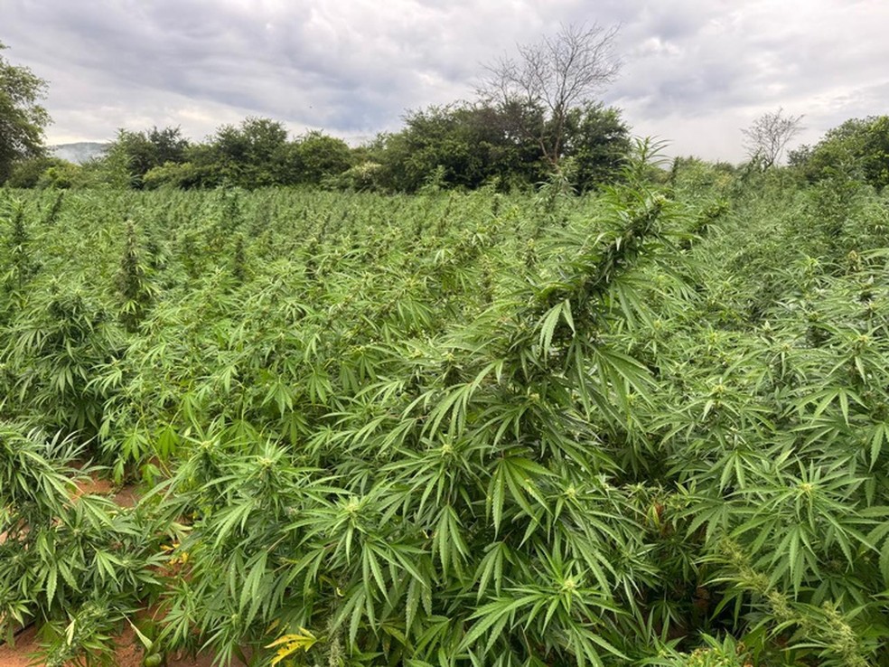 PF bloqueia até R$ 50 milhões em operação contra grupo suspeito de tráfico de maconha na Bahia — Foto: Polícia Federal