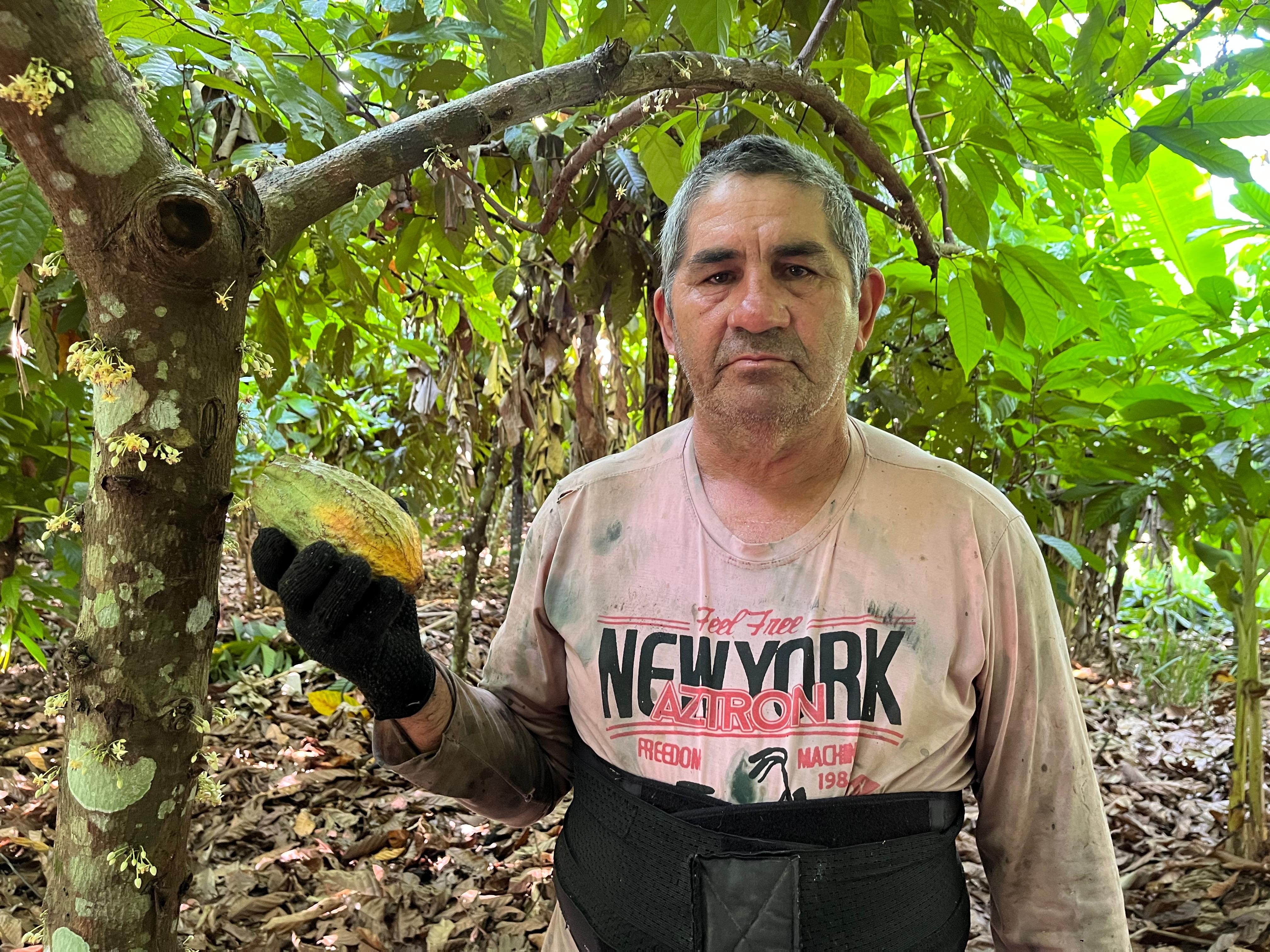 Agricultores investem em plantação de cacau e se preparam para primeira grande safra no Sul de Roraima: 'futuro promissor'