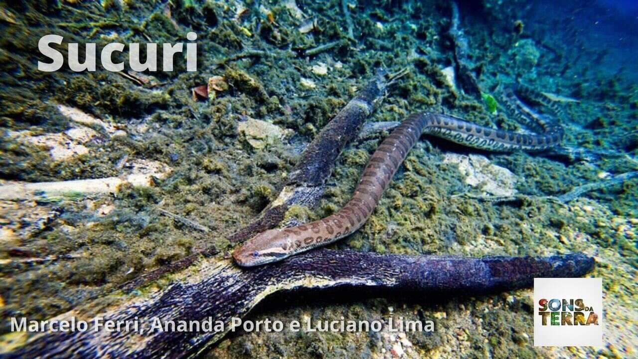 Sons da Terra 02/09: sucuri, a cobra que 'chia' | G1