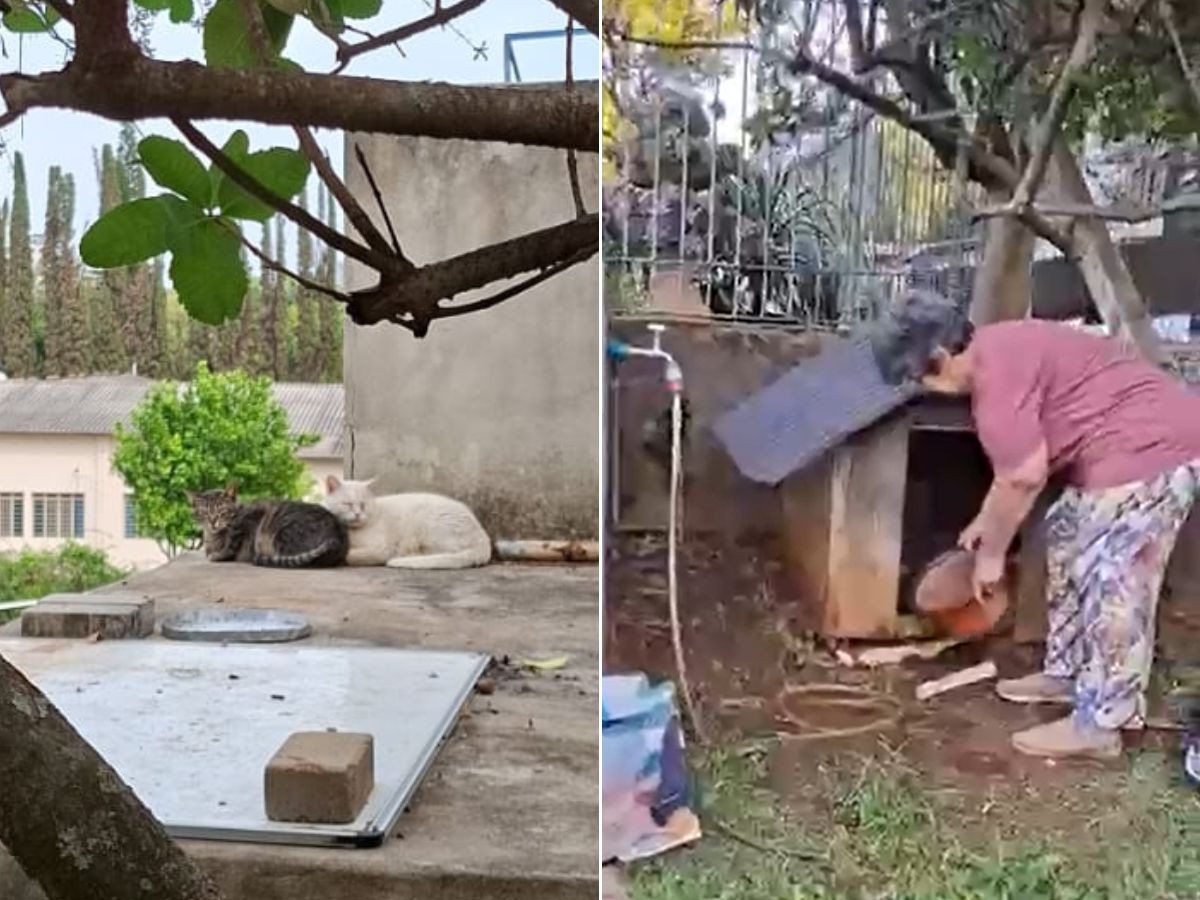 Justiça proíbe que centro espírita de Campinas expulse gatos comunitários por risco de maus-tratos