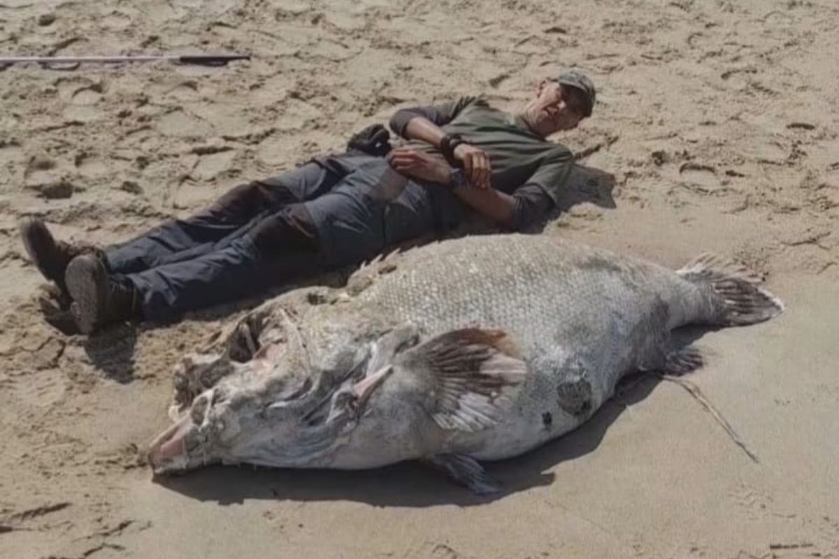 Peixe 'gigante dos mares' com mais de 250 kg é encontrado morto por biólogo no litoral de SP; VÍDEO