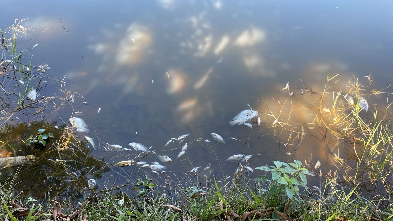 Cetesb investiga morte de peixes em lago no Centro Olímpico de Cerquilho 