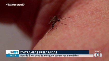 Mais de 8 mil ovos do mosquito da dengue caem em armadilhas; saiba mais