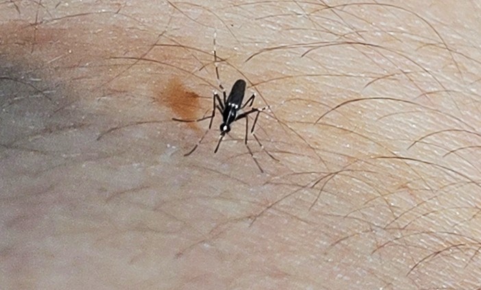 Catanduva confirma sétima morte por dengue no ano