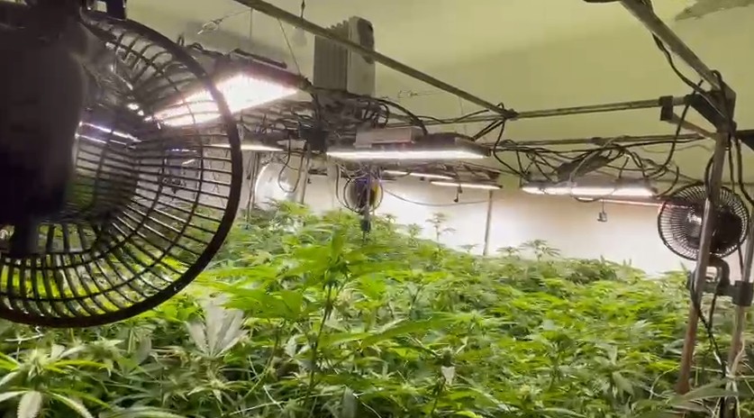 Polícia descobre estufa com centenas de pés de maconha no RJ; homem que alegava ter ‘salvo-conduto’ para plantar fugiu