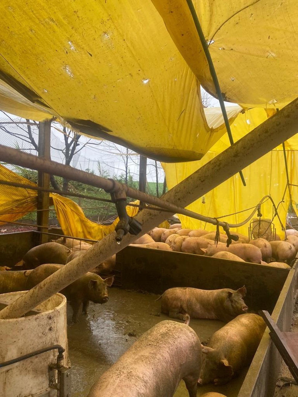 Em Doutor Maurício Cardoso, abrigo de porcos ficou danificado — Foto: Divulgação
