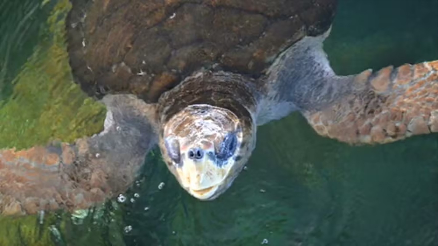 'Procurando Jorge': tartaruga baiana devolvida ao mar após passar 40 anos em cativeiro desaparece