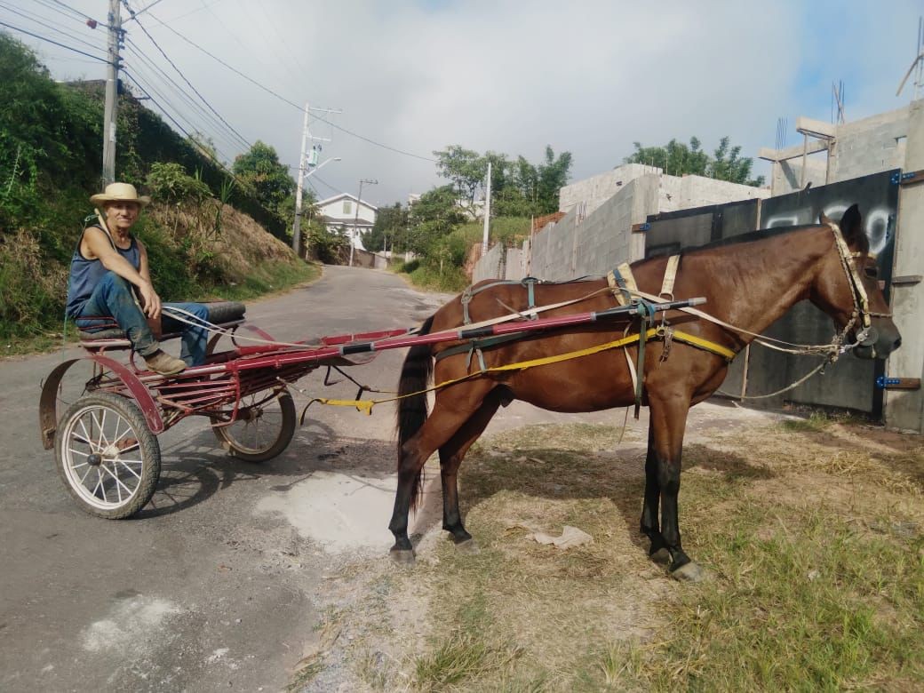 'O cavalo é o carro que Deus deixou', diz morador de Santa Isabel que usa charrete como meio de transporte