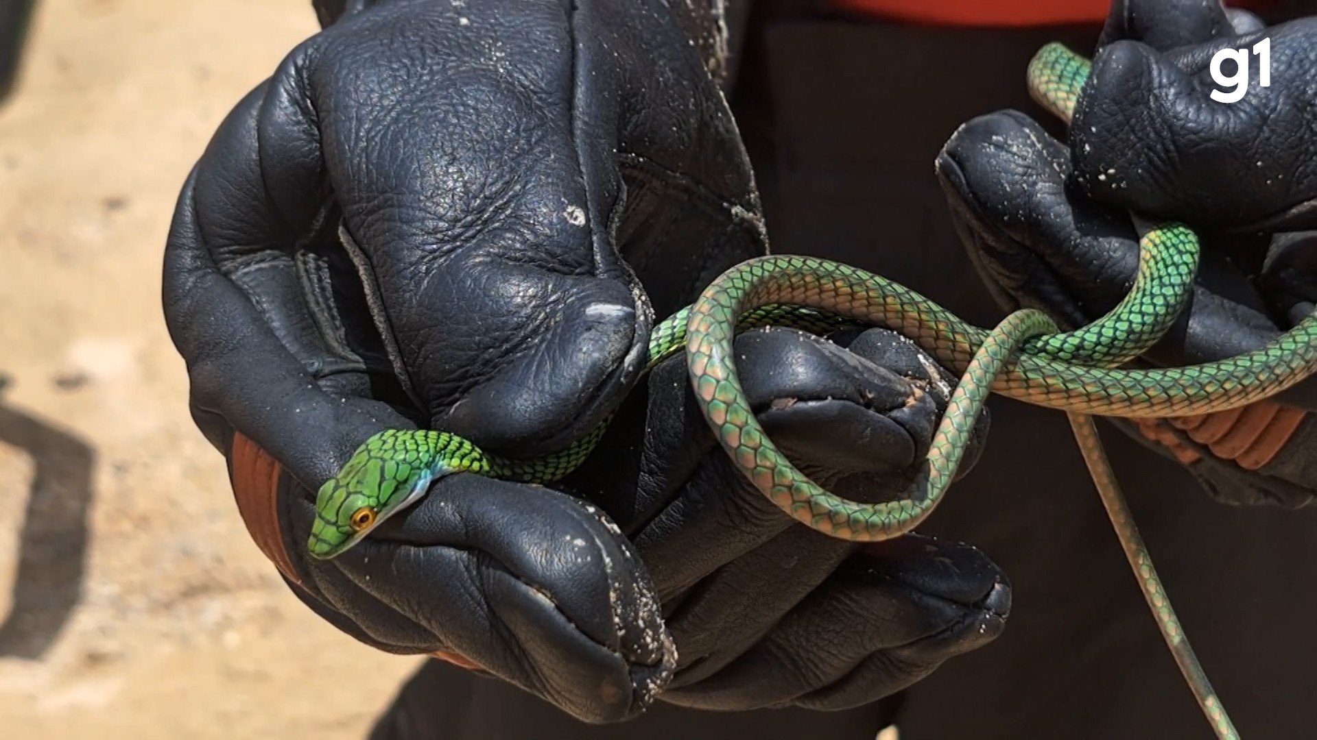 Você Não Tá Convidada pro Meu Bat Mitzvá!