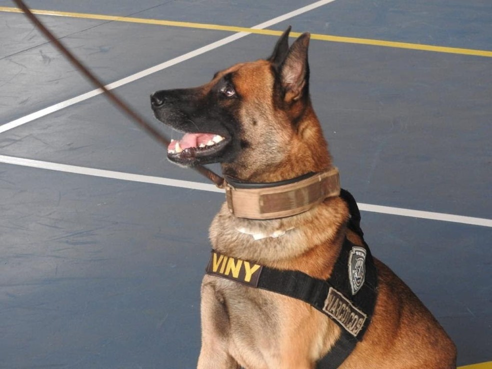 Vinny foi o primeiro cão policial do Maranhão — Foto: Divulgação/Polícia Civil