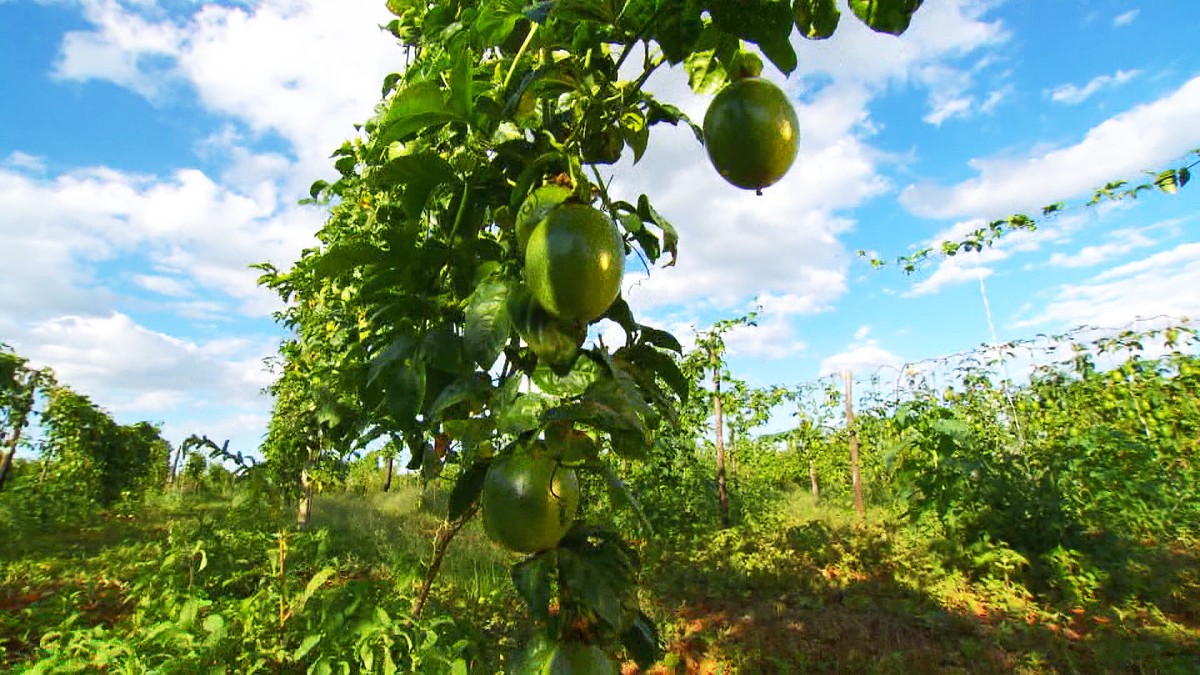 Passion fruit: part with a calming effect is not the most consumed;  understand