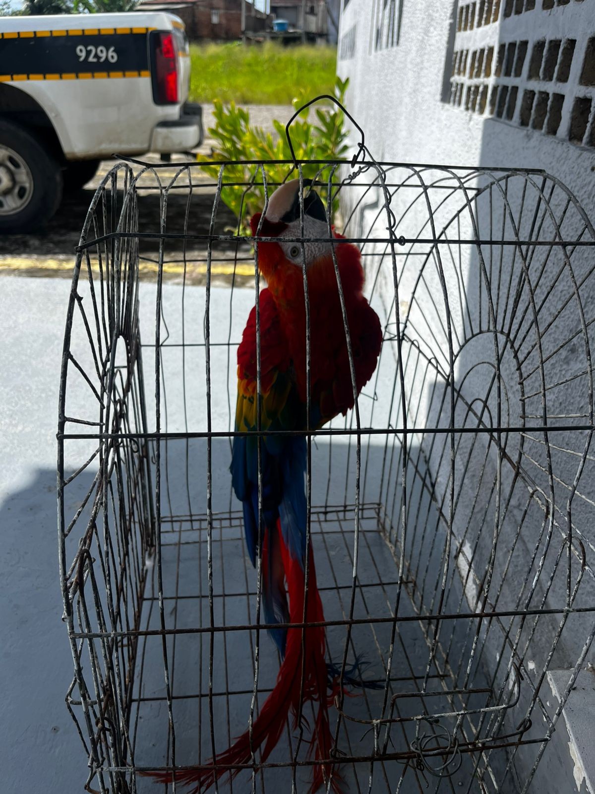Ave roubada do zoológico da Bica, em João Pessoa, é encontrada 