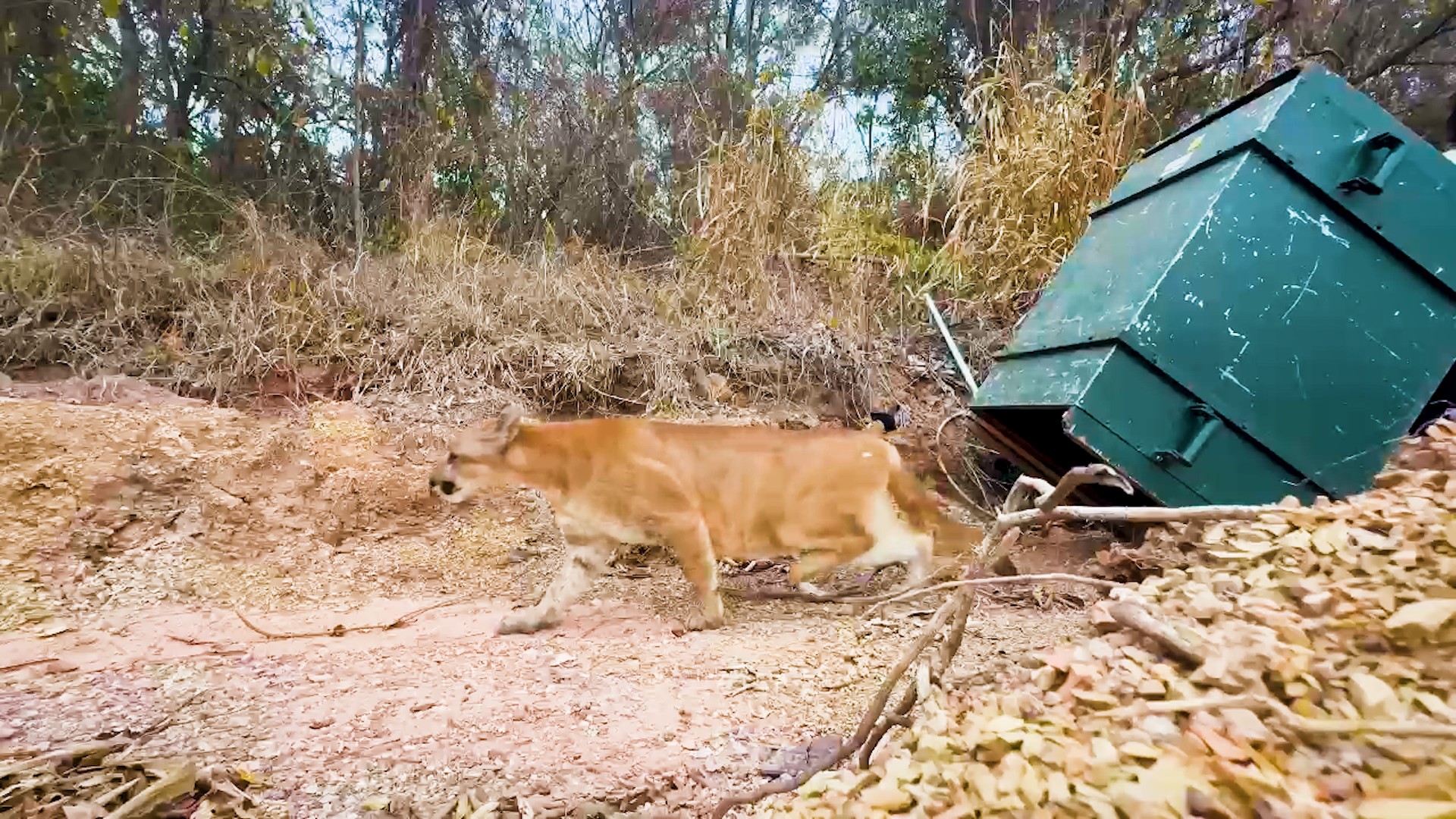 Onça-parda resgatada após atropelamento em Piracicaba retorna à natureza