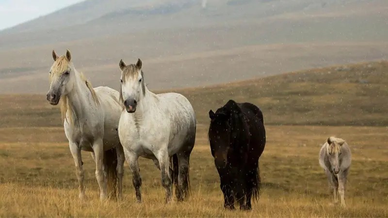 O país europeu onde cavalos correm livres