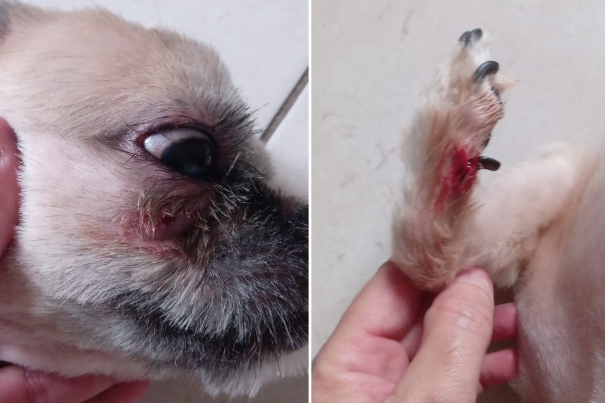 Shih tzu sai ferido de pet shop no litoral de SP com pata sangrando, unha pendurada e lesão no rosto