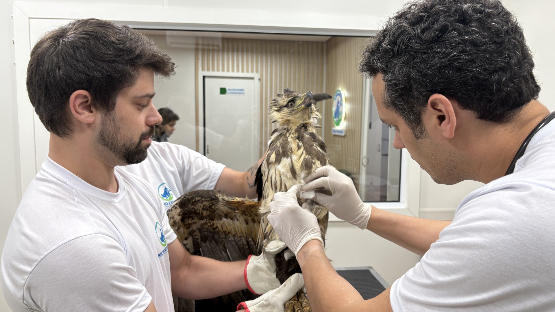 Ave de rapina rara tem asa amputada após bater em fios de luz na Serra do RS; veja VÍDEO do resgate e tratamento