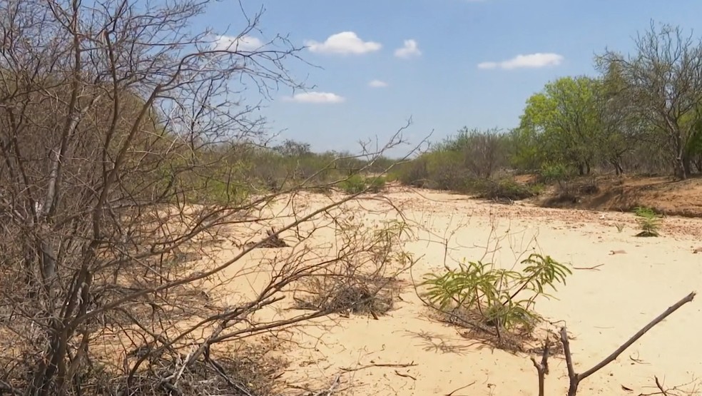 Sessenta e cinco municípios estão em situação de emergência por causa da estiagem na Bahia — Foto: TV Globo/ Reprodução