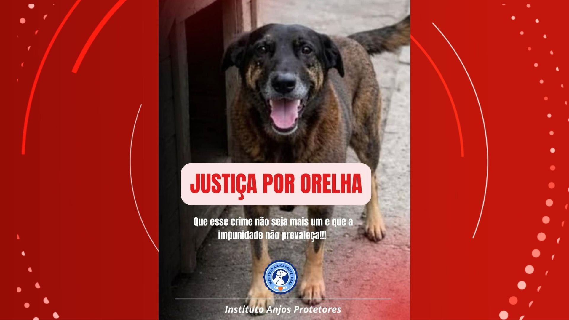 ONGs de proteção animal adotam movimento ‘Justiça Por Orelha’; relembre casos semelhantes no Amapá 