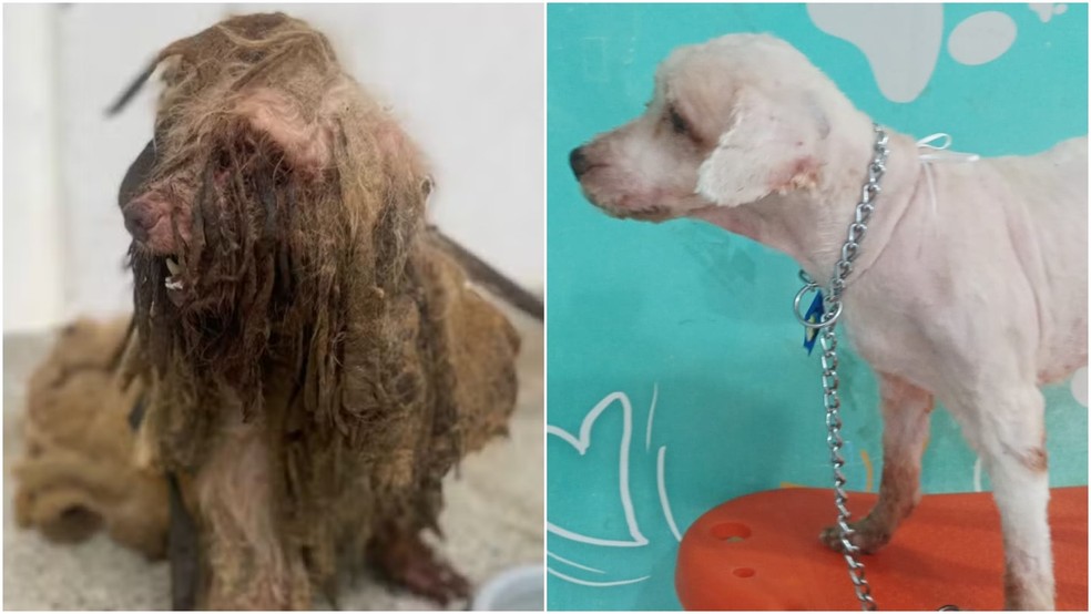 À esquerda, Scooby antes da tosa; à direita, Scooby depois de ter 3 kg de pelos sujos retirados do corpo. — Foto: Reprodução/APA
