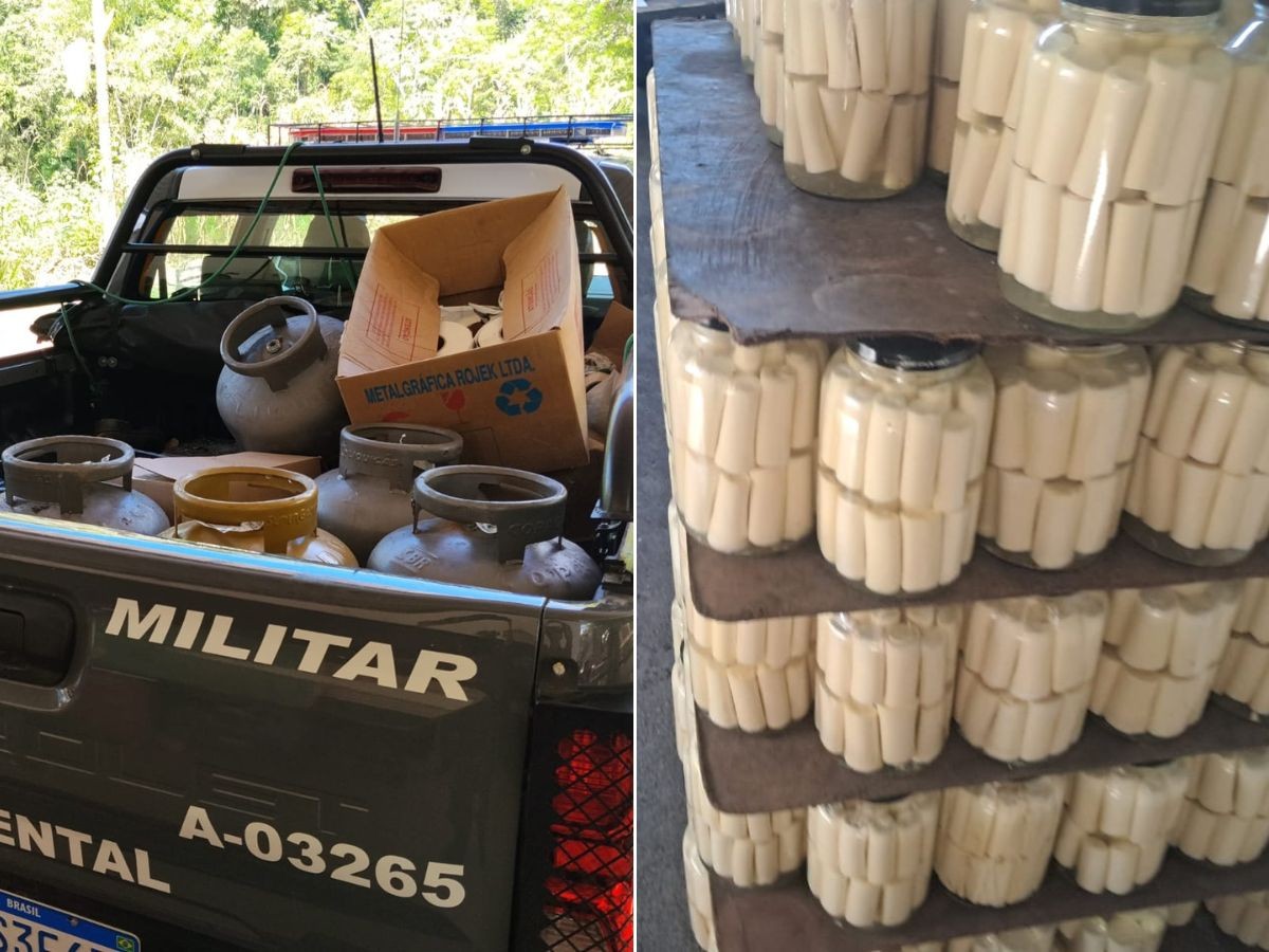 PM interdita fábrica clandestina e apreende quase duas toneladas de palmito no interior de SP