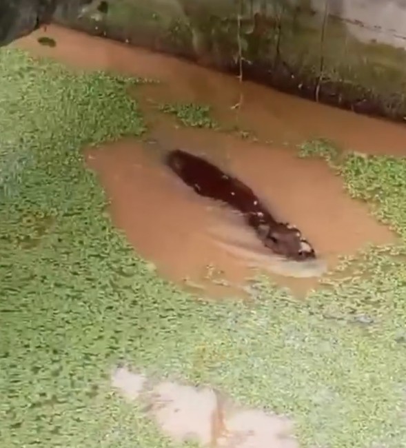 VÍDEO: Capivara morre após quatro dias em tanque de estação de tratamento de Rio Branco