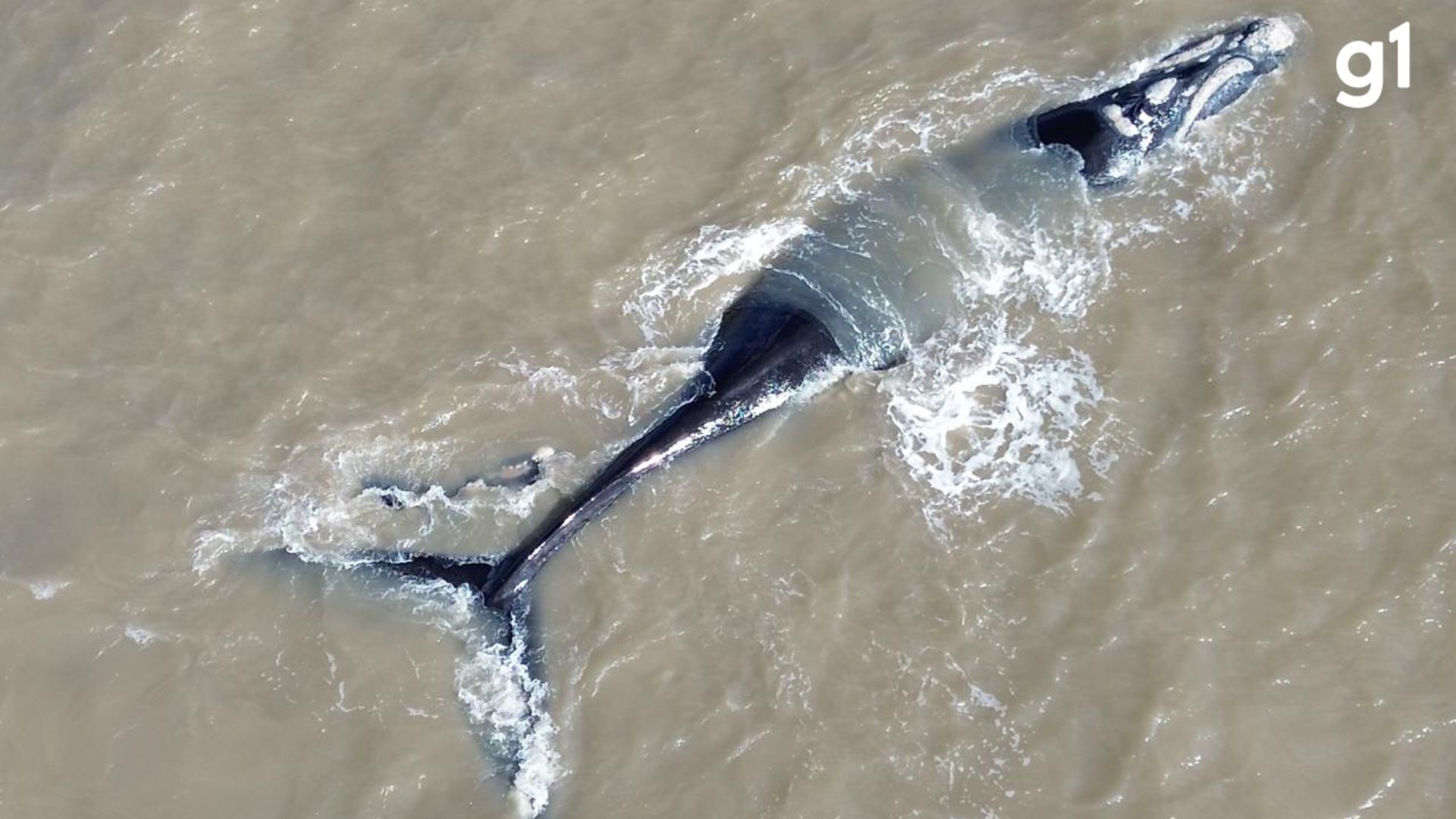 VÍDEO: Baleia ameaçada de extinção nada com filhote no mar de Tramandaí, no Litoral Norte do RS