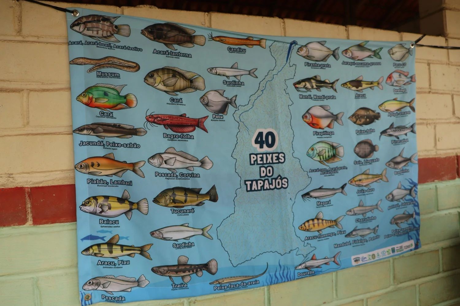 Concurso de pintura e histórias em quadrinhos sobre peixes do Tapajós abre inscrições na região