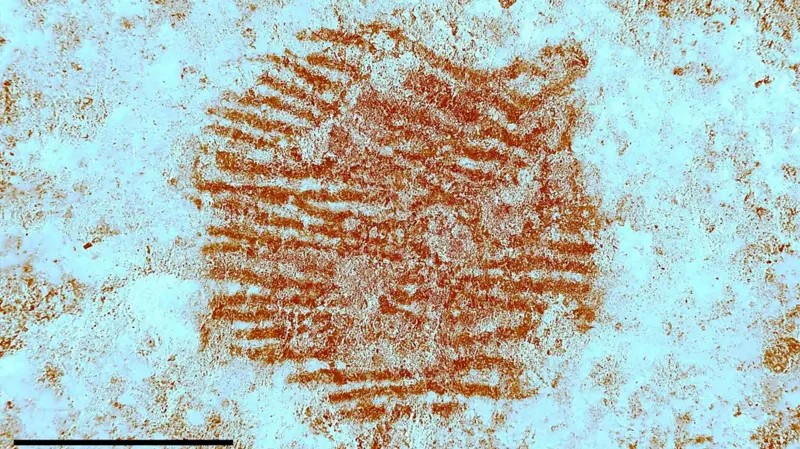 O que impressão digital 'mais antiga do mundo' revela sobre os neandertais