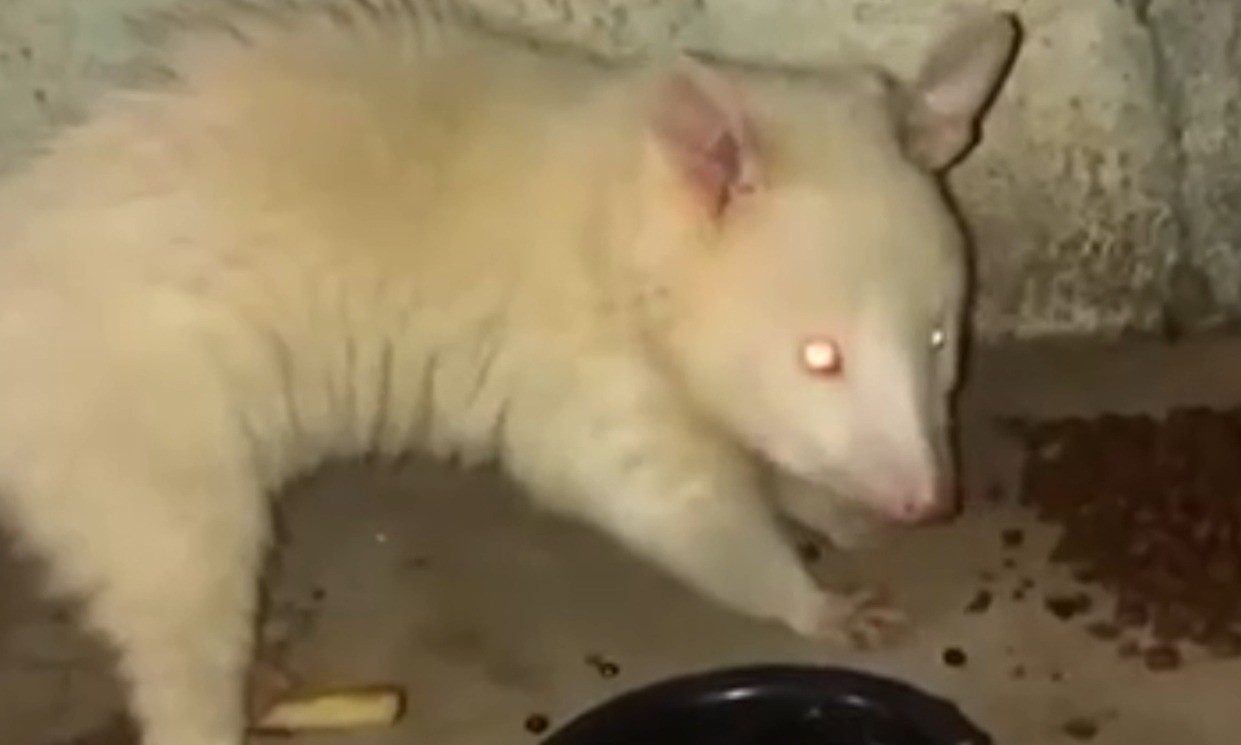 Morador de Campinas flagra gambá-de-orelha-branca albino; veja vídeo