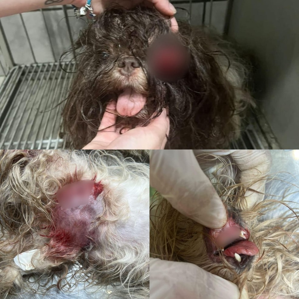 Animais chegaram no veterinário com vários ferimentos, sem dentes e um dos olhos para fora — Foto: Arquivo pessoal