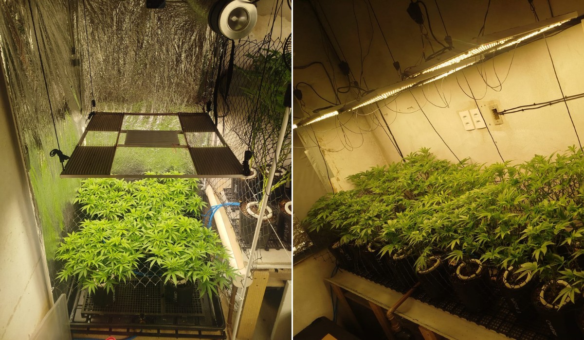 Estrutura de iluminação e climatização: polícia encontra estufas e apreende pés de maconha em casa de Hortolândia