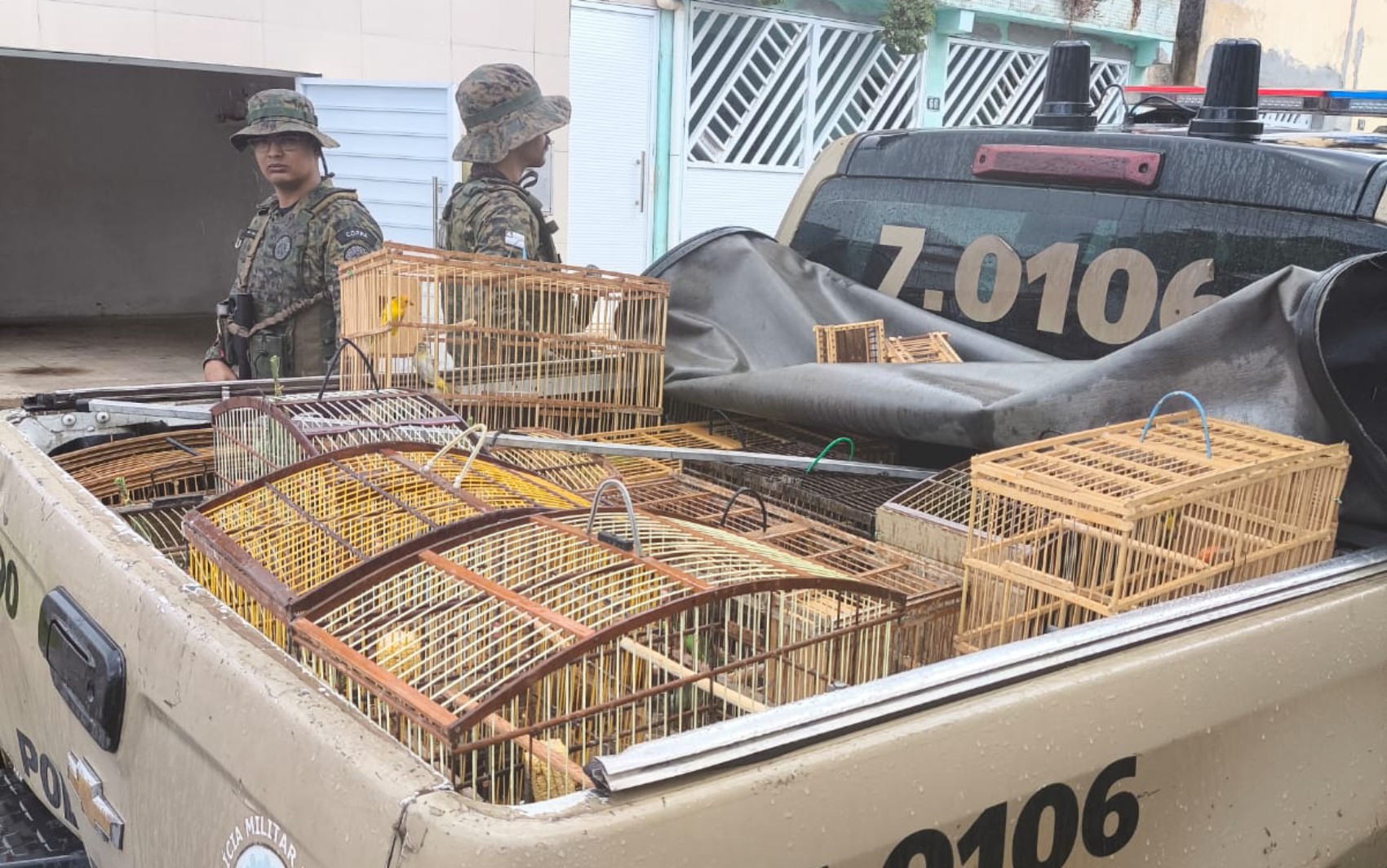 Mais de 20 aves silvestres são apreendidas na Bahia