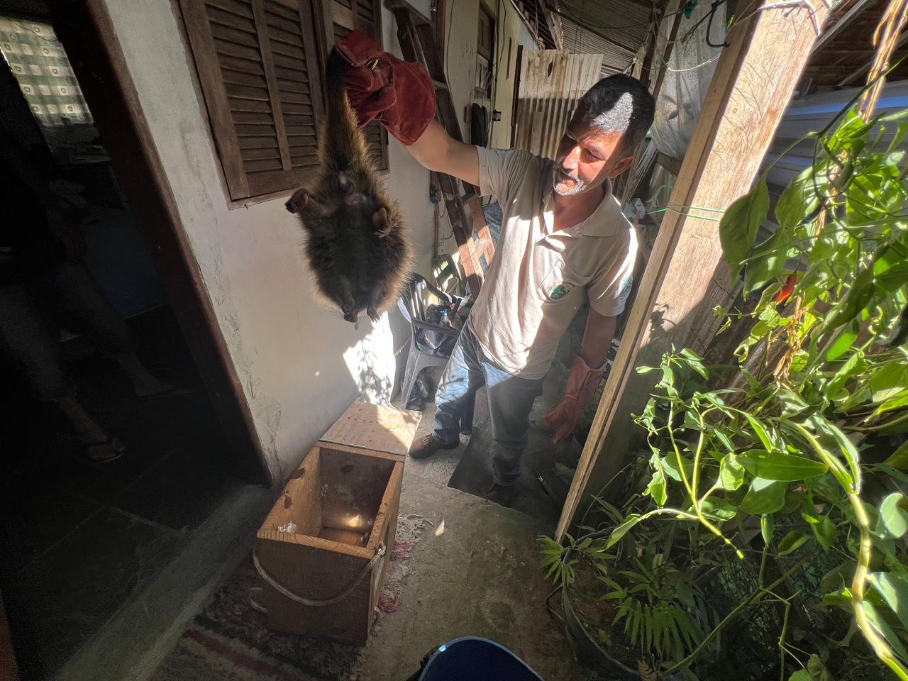 VÍDEO: Ouriço-cacheiro resgatado é devolvido à natureza em Visconde de Mauá